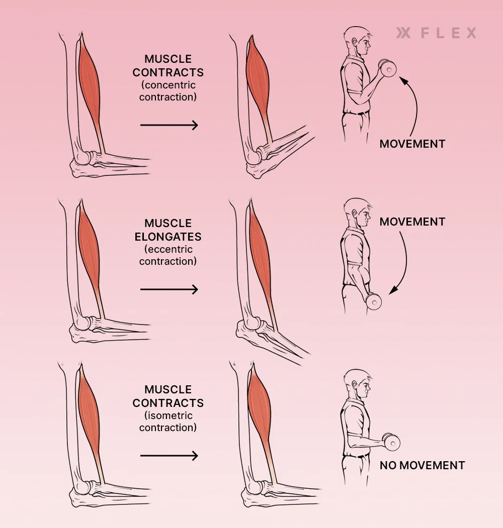 Does Time under Tension Build Muscle