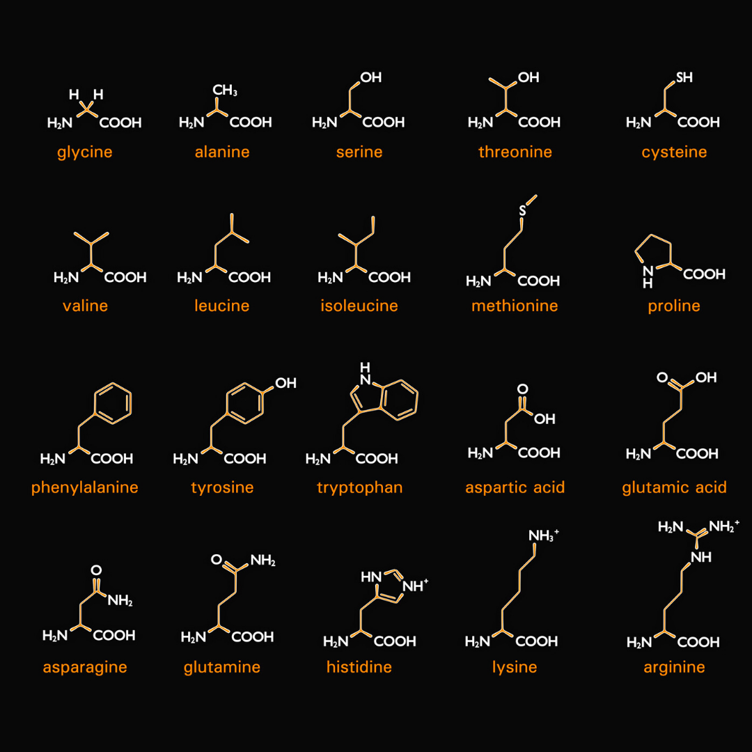 What Amino Acids Build Muscle