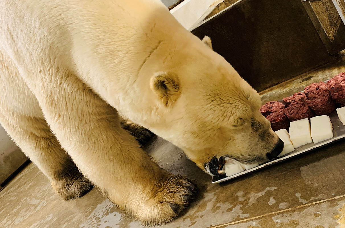 What is a Polar Bear'S Diet