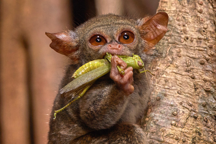 What is a Tarsiers Diet