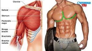What is the Hardest Muscle to Build