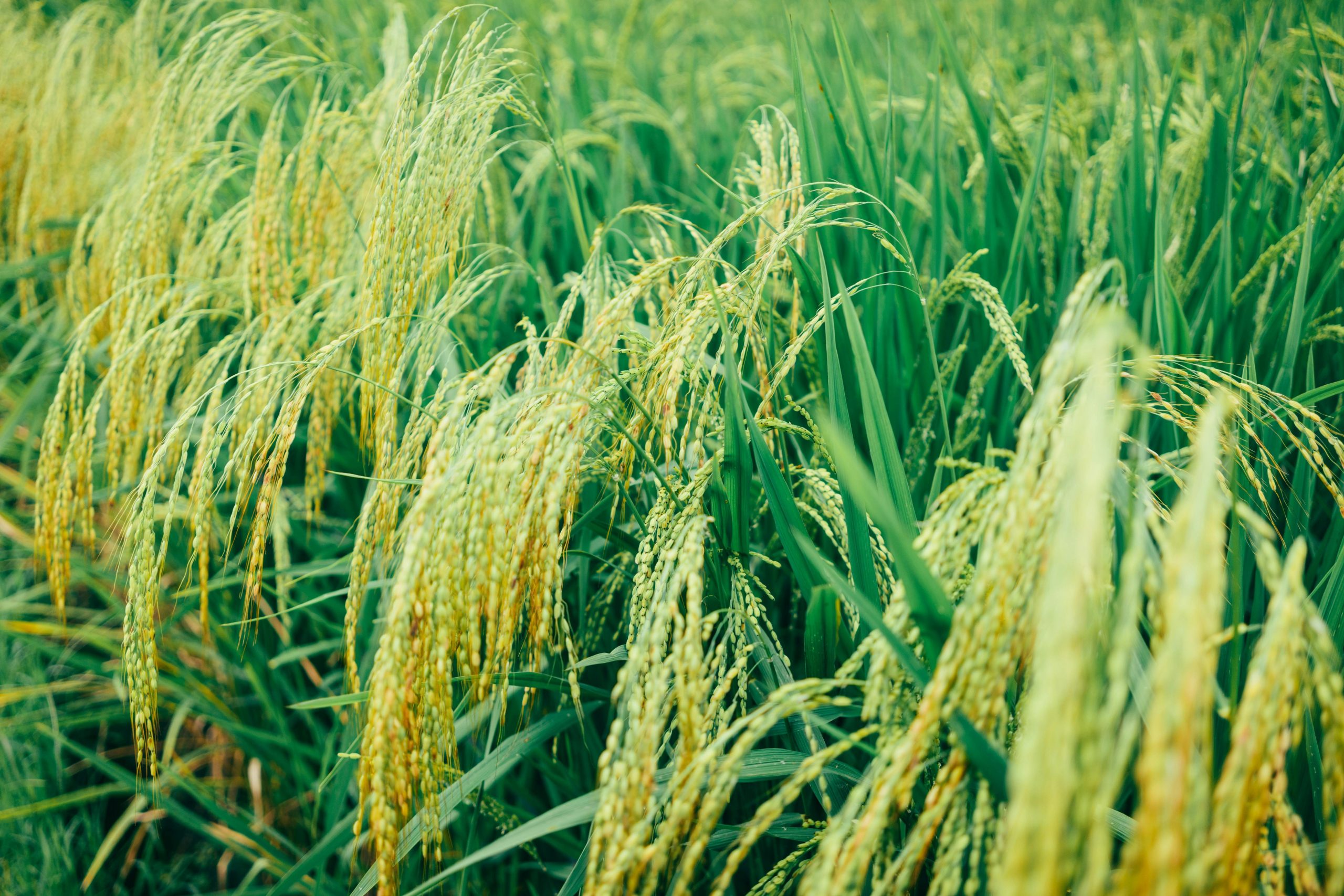 Can You Eat Rice on Paleo Diet : Unveiling the Truth